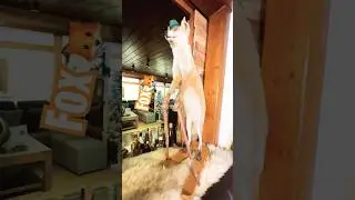 Fox 🦊#fox #shorts #fypシ゚ #fyp #shortsvideo #cutefox #cute