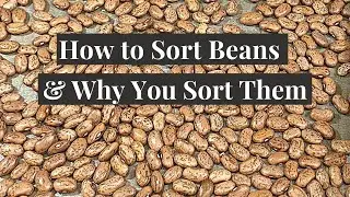 How to Sort Beans and Why You Sort Them