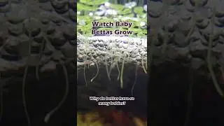 Why do bettas have a lot of babies?