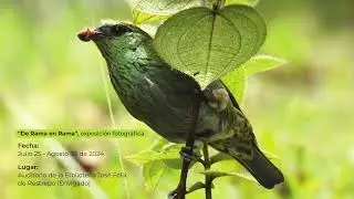 Tangara coroninegra - Stilpnia heinei