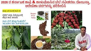 2026 Karnataka Coffee & Pepper Price Update |Robusta, Arabica Coffee Rates/Price Today 50 Kg #coffee