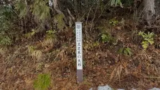 ボンビー老人172→新潟県柏崎市大杉、久野木、樹齢800の杉の木を見に行った