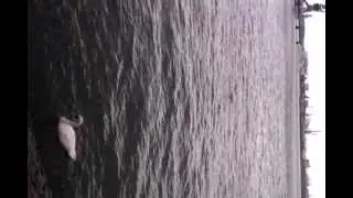 swanbehaviour