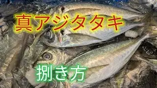[魚の捌き方]真アジのタタキ！