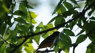 Baltimore Oriole male calling (bird call)