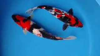 ANTIQUE SHUSUI, SHOWA DAN KUMPAY #koi #ikankoiberkualitas #ikanhias 