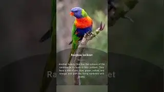 Most Famous Bird in the World!! 🕊️ #birds #birdslovers #worldbirds #naturalgeographic #bird