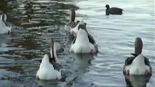 Geese Diving
