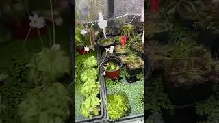 #carnivorousplant #nature #carnivorousplants #plant #plantknowledge