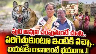 Tiger Hulchal In Siddipet District : పులి ఆవుని చం_పుతుంటే చూసి..!! | Telangana News