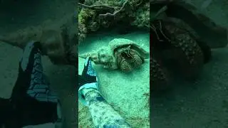 Giant hermit crab scuba diving South Florida #scubadiving #freediving #crab #reels ￼