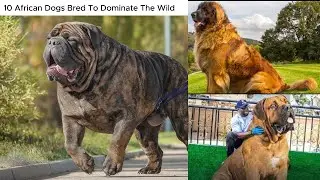 Dog Lovers | 10 Powerful African Dog Breeds That Dominate the Wild | Top Wild Dogs You Need to Know