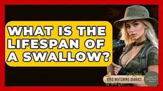What Is The Lifespan Of A Swallow? - Bird Watching Diaries