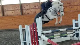 CODY - 4 yrs., 15.1h. Irish Cob g. Sensible Allrounder 