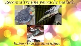 [Soins] RECONNA&Icirc;TRE UNE PERRUCHE MALADE, BOBOS/TRACAS QUOTIDIEN | Rhumes, conjonctivies, blessures