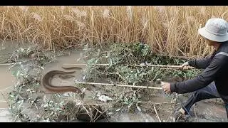Kích lươn đêm trúng đậm bầy lươn to theo chân ông anh xiệt lươn đồng