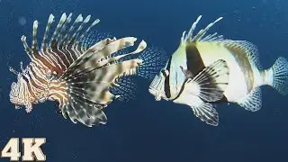 Giant Banggai Cardinalfish & Lionfish | Ocean Exploration 4K
