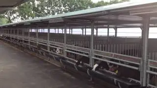 Flexistal Alpuro Breeding