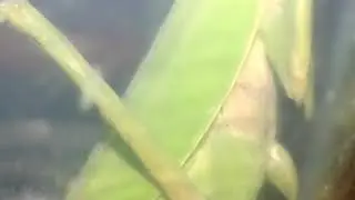 Praying Mantis Closed- up ll Chewing mouth part ll Raptorial legs ll