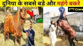 दुनिया के सबसे बडे और महंगे बकरे | Biggest & World's Most Expensive Goats