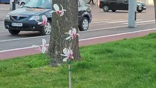 Magnolii pe Bulevardul Independentei 5
