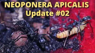 SCHNELLE und PROBLEMARME Entwicklung bei den URAMEISEN I Update #02