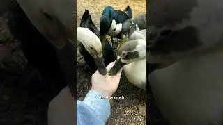 &laquo;У вас не проблема с улитками, у вас проблема с утками&raquo; &mdash; Билл Моллисон. 🦆 Это один из #садов