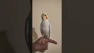Cockatiel bird ASMR #cockatiel #asmr #birdasmr #cute