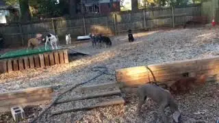 11/23 Jenny Ringo Abby S Sita Brando Abbey H Joey Calvin Zak Zoe Ernie Lambeau Cassie Salvador