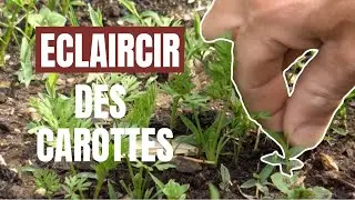 Tuto jardin - Comment &eacute;claircir des semis de carottes