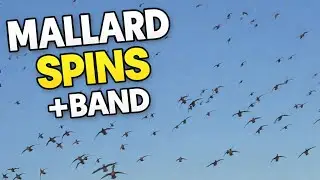 Duck Hunting BIG MALLARD SPINS in KANSAS!