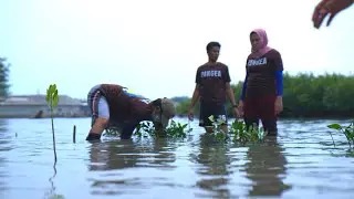PANGEA Planting Mangrove Trees | The Thousand Islands | Indonesia | 25th July 2022