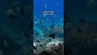 Press play on an underwater soundscape made by Earth. Tune into the real sounds of coral life. 🐠🎶