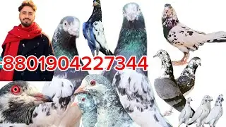 23/1/26।কমদামে কিছু হাইফ্লাইয়ার বেবি কিনুন।