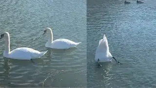 Swan couple swim upside down