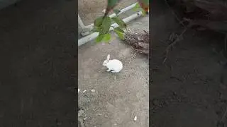 #animalkingdom #animals #rabbit 🐇🐰#white #redeyes
