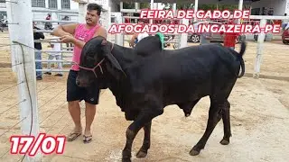 Feira de gado de Afogados da Ingazeira-PE (17/01/26)