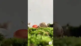 Red Mushroom and Baby Snail