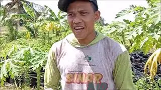 GARAM# 153. Petani Muda Keren tanam Jahe Merah Mitra PT. MJL