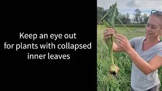 How to Identify Foliar Symptoms of Bacterial Diseases in Onion