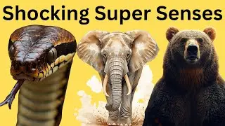 Top 7 Animal Super Senses That Will SHOCK You   Nature&rsquo;s Real Superpowers!