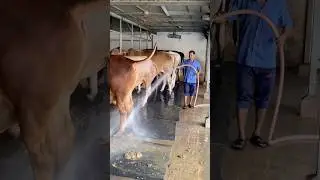 The shepherds regularly clean the cow dung with water#bulls #cowdung #cattlefarm #reelsfypシ #shorts