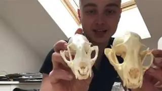 African Golden Cat and Asian Fishing Cat Skull.