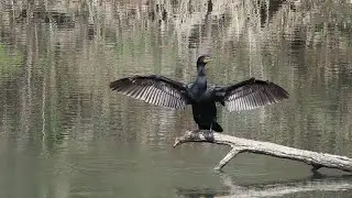 Cormorants, Colonnade Ponds
