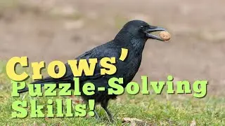 The Crafty Crows: How These Birds Use Tools and Solve Puzzles