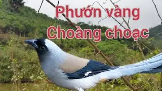 Chim choàng choạc hung mồi