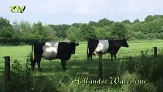 Lakenvelder Cattle grazing Dutch Grebbe Line, Grebbelinie