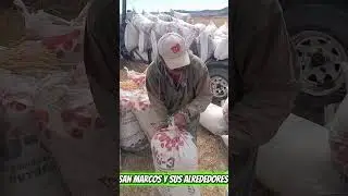 Así se trabaja en el rancho cosiendo y cargando avena molida 🌾🌾
