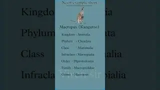 Kangaroo #biology #animal #ncert #ncertbiology #ncertlinebyline #music #beats #kangaroo