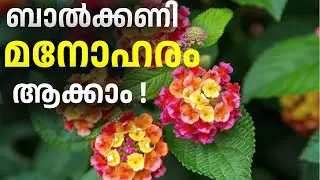 🍀Leaves can be used as a good insecticide | Plant history | @ektabyrani